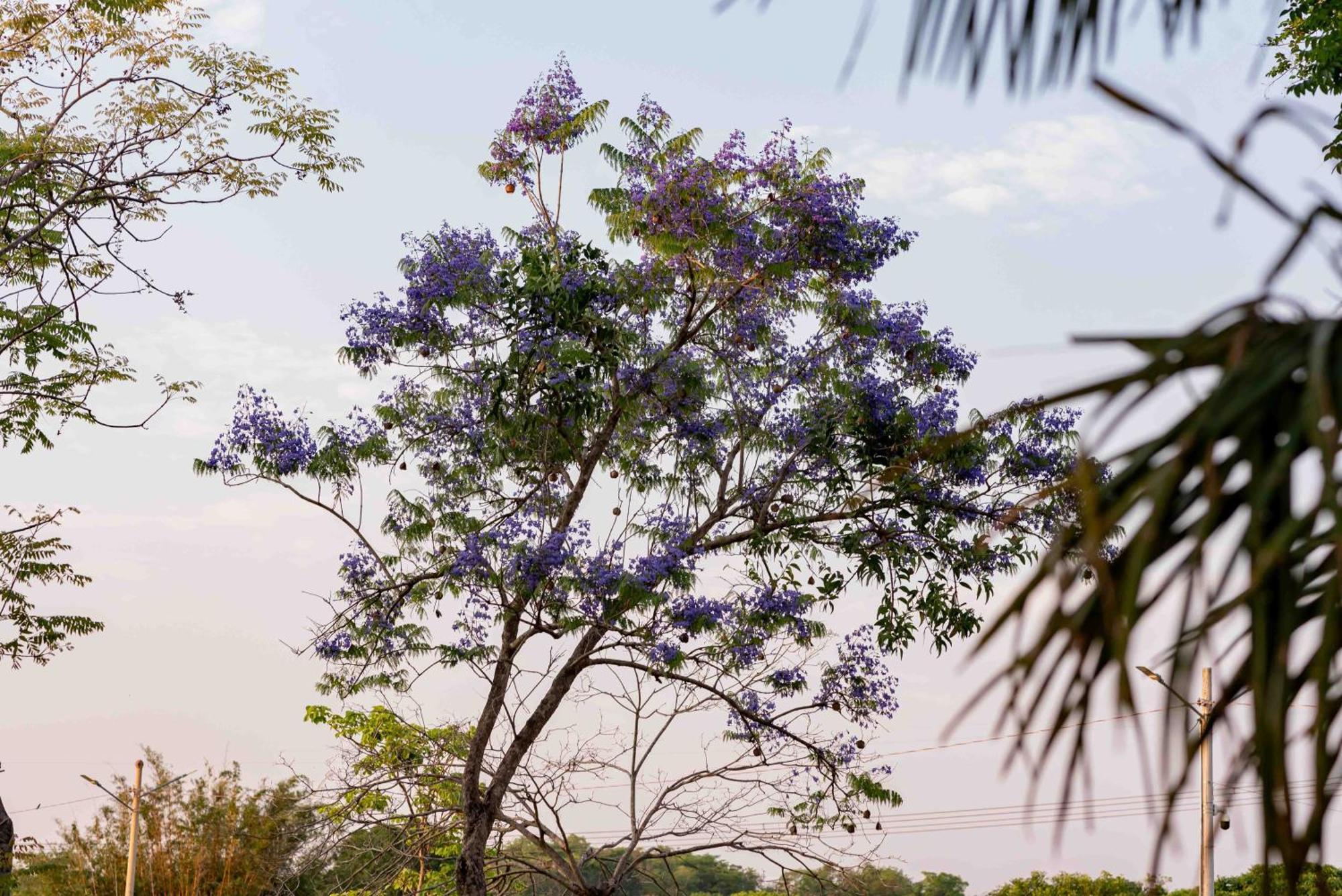 Spa Agua Milagrosa Cuiabá Exterior foto